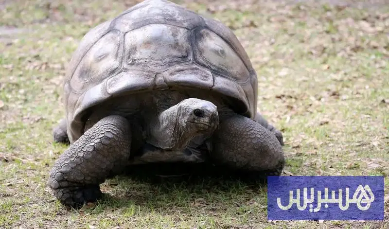 سلحفاة عمرها 194 عاما تكشف أسرارا قد تساعد على إطالة عمر الإنسان