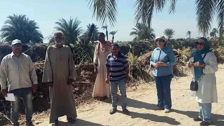 الفئران تهاجم المحاصيل.. ماذا تفعل الزراعة لمواجهة هجمات القوارض في الأقصر؟ -صور