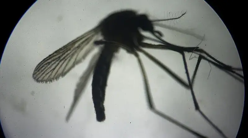 Belgique: Deux décès et 14 cas confirmés liés au virus du Nil occidental