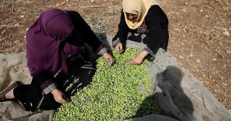 إصابة سيدتين في اعتداء مستعمرين أثناء قطف الزيتون شرق طولكرم
