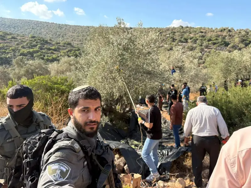 المستوطنون يمنعون قطف الزيتون ويسرقون المحصول والمعدات في ديراستيا