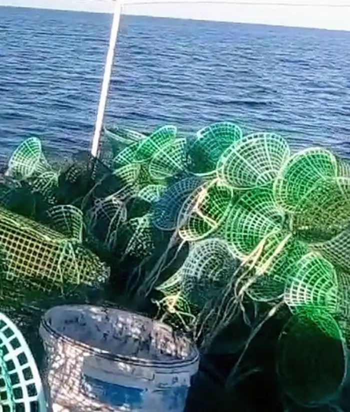 التمديد في فترة تحجير صيد الاخطبوط إلى غاية 15 نوفمبر