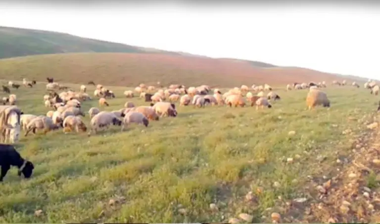 4 آلاف دينار للرعي في المساحات المحمية و8 آلاف في المغروسة الرعوية