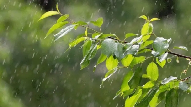 الليلة: أمطار مؤقتا رعدية بالمناطق الشرقية للشمال والوسط وجهة صفاقس