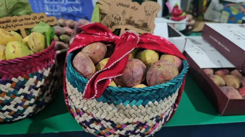 50 طنًا من اللوز القطيفي.. 5 أطنان تتحول إلى عطور ومثلجات وعصائر