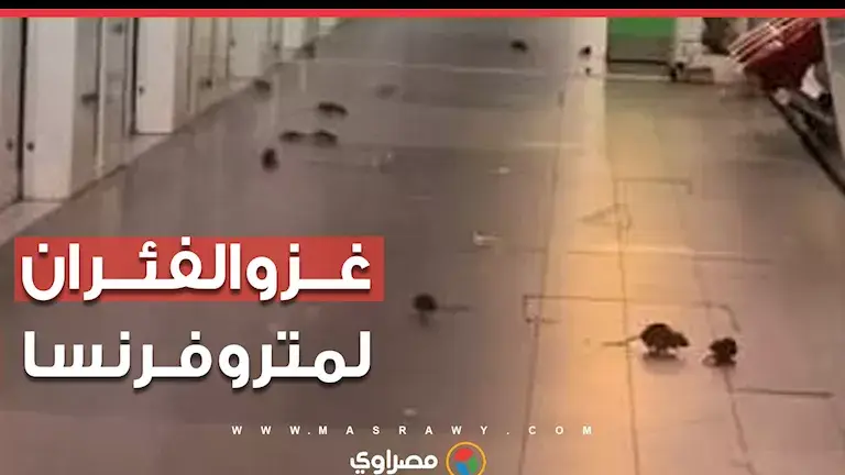 الفئران تغزو مترو فرنسا وتثير الرعب.. فهل تواجه المدن أزمة متصاعدة؟