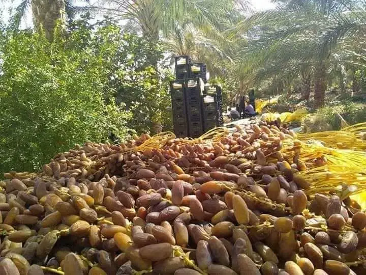 جني التمور ببسكرة… روح التضامن تقاوم العصرنة