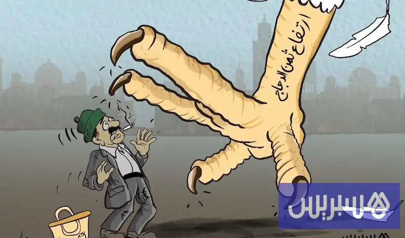 تراجع الإنتاج يلهب أسعار الدجاج بالمغرب.. وتحذيرات من المضاربة والاحتكار