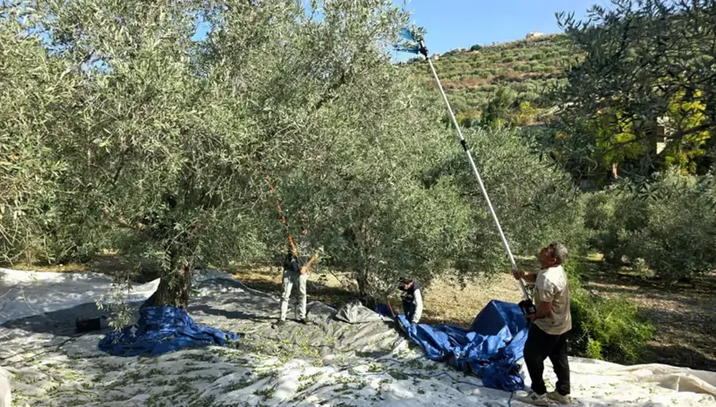 الجيش الإسرائيلي يمنع مزارعي كفرشوبا من قطاف الزيتون