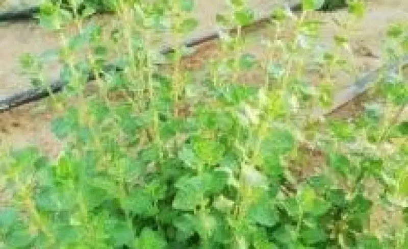 نجاح زراعة محصول الزعتر العماني في وادي السحتن