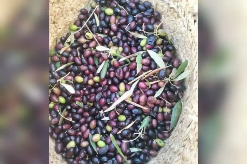 منوبة.. الاثنين انطلاق موسم جمع الزيتون