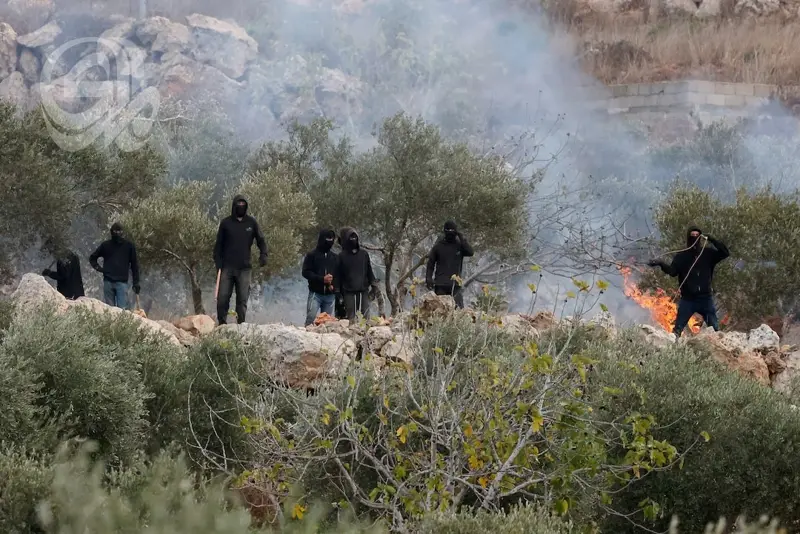 مستوطنون يحرقون أشجار الزيتون ويصيبون فلسطينيين وصحفية بالضفة
