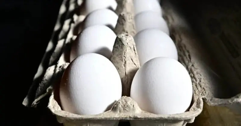 التجارة ترفع حظر استيراد الطيور والبيض من 7 دول وتحظرها من دولتين... بسبب إنفلونزا الطيور