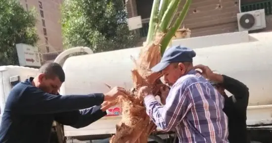 زراعة نخيل البوشتردا بشارع ترعة المريوطية فيصل لتحسين المظهر الحضارى