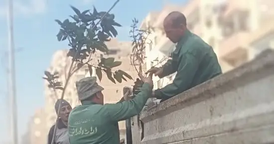الجيزة تكثف جهود التشجير بالهرم والطالبية ضمن مبادرة اتحضر للأخضر.. صور