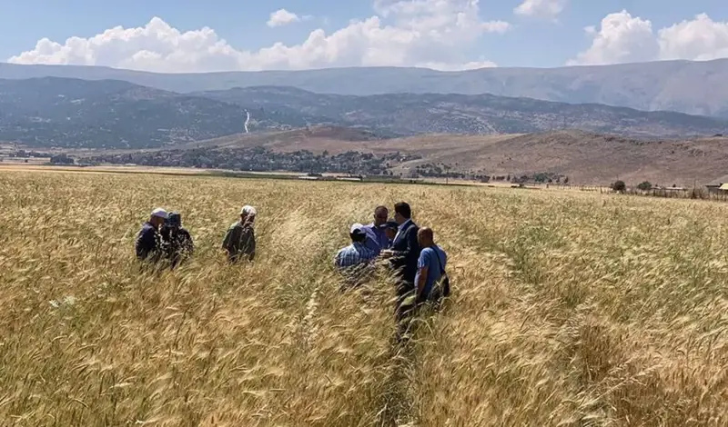 القمح يتراجع والدولة غائبة.. ما الذي يهدّد رغيف الخبز؟
