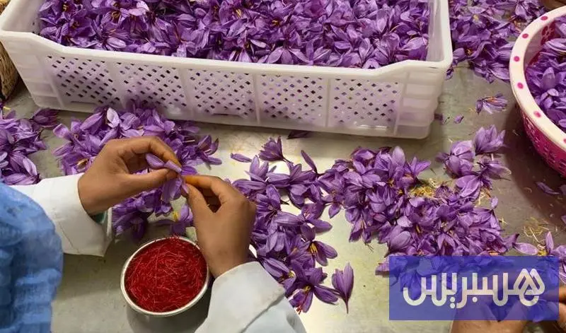 الزعفران المغربي يواجه تحديات المناخ والمنافسة مع اقتراب ذروة الجني