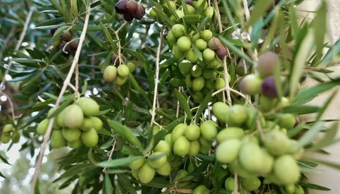 الجبل الأخضر يعزز زراعة الزيتون.. أصناف جديدة وعلامة تجارية للزيت المحلي