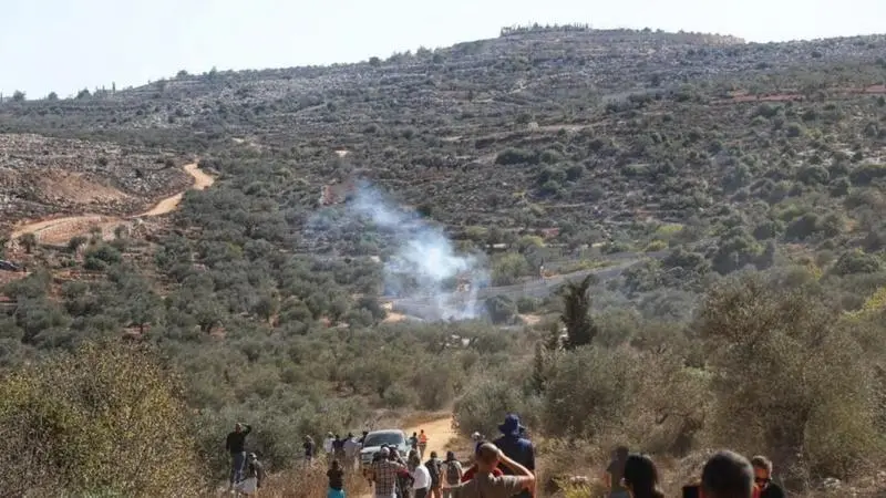 409 اعتداءات للاحتلال والمستوطنين على موسم الزيتون الفلسطيني خلال 3 أسابيع