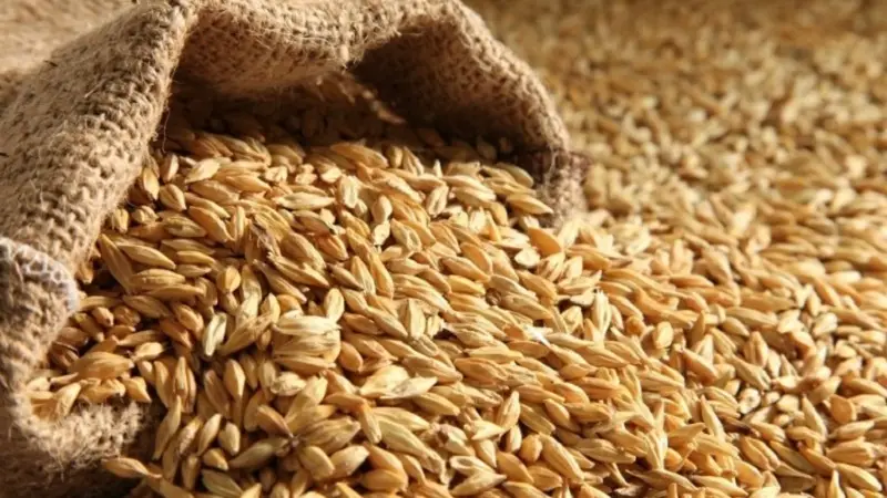 المعهد الوطني للزراعات الكبرى.. توفير البذور الممتازة بنسبة لا تتجاوز 25 بالمائة من الحاجيات الوطنية