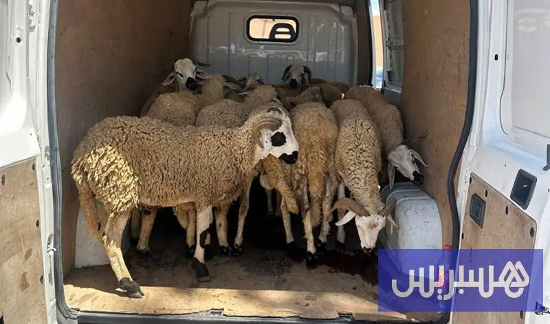 رصيف الصحافة: شبكة خطيرة من "الفراقشية" تسقط في قبضة الدرك