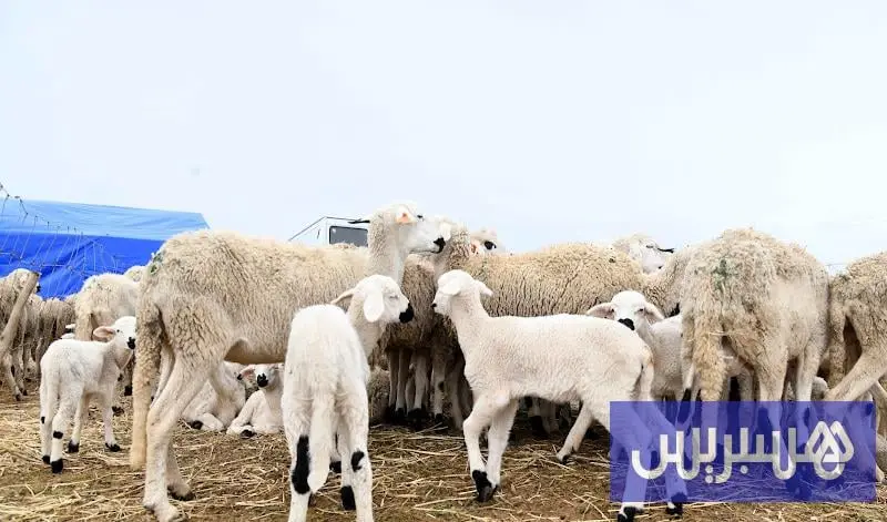 حقيقة دعم جديد للأغنام تثير التساؤلات