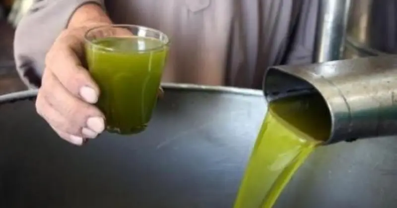 500 اعتداء منذ بدء موسم القطاف.. إنتاج الزيتون بالضفة يتراجع إلى النصف