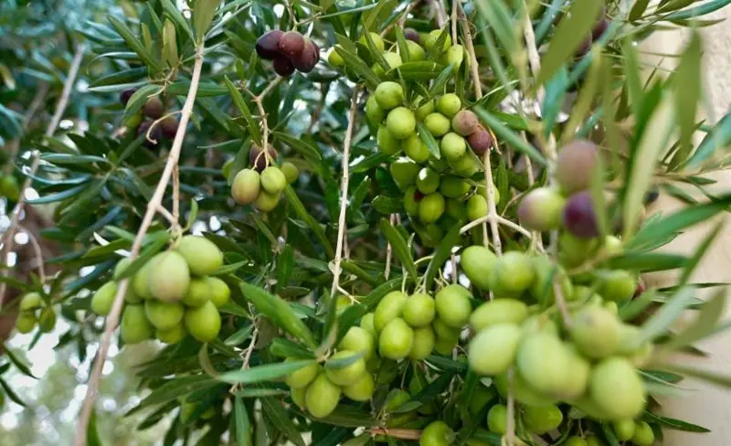 مشروع لنشر زارعة أصناف الزيتون في الجبل الأخضر
