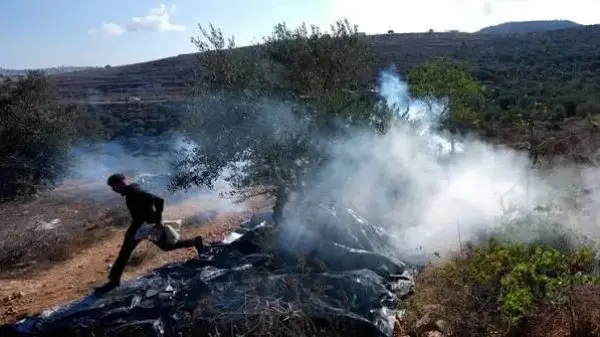 اعتداءات المستوطنين على قاطفي الزيتون: إصابة مسنة وتقطيع 100 شجرة