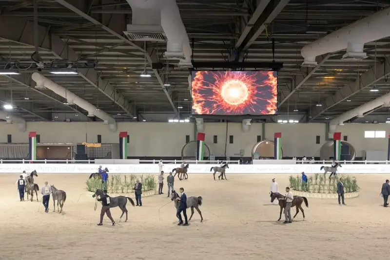 انطلاقة قوية لبطولة الإمارات الوطنية لجمال الخيل العربية بمشاركة 500 خيل
