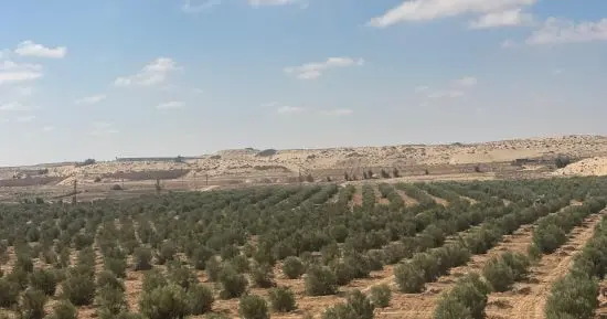 كنا فين وبقينا فين.. من انتظار المرشد الزراعي إلى الاستشارة على «واتساب»