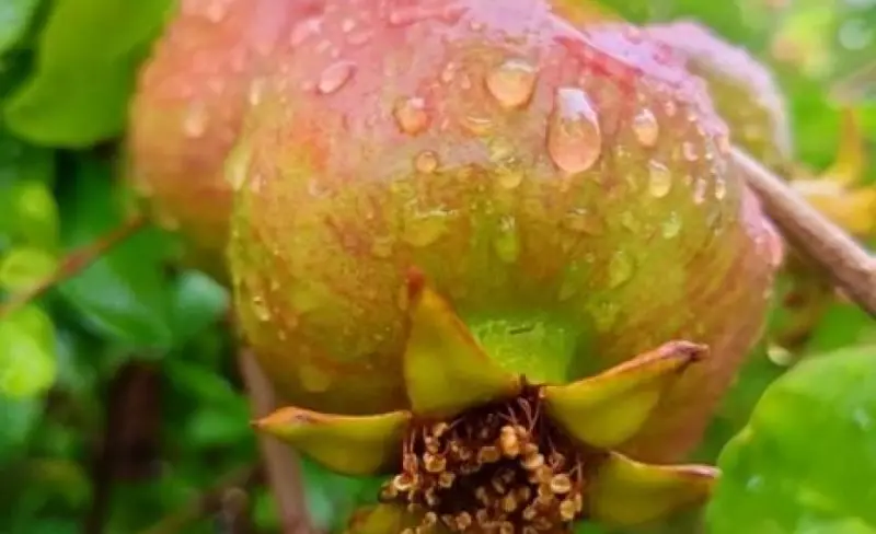 إنتاج وفير مع نهاية موسم حصاد الرمان في الجبل الأخضر