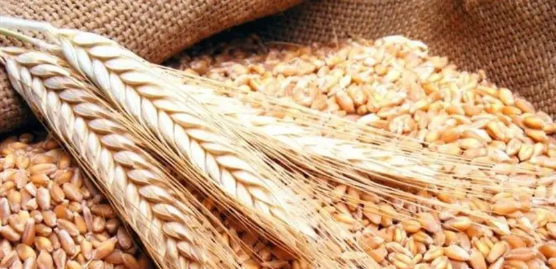 إنخفاض العقود الآجلة للقمح بعد إعلان ترامب عن "هدنة الطاقة" بين روسيا وأوكرانيا