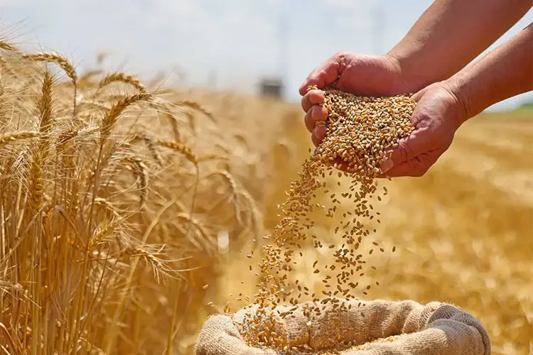 Algeria Buys Up to 720,000 Tonnes of Wheat in International Tender