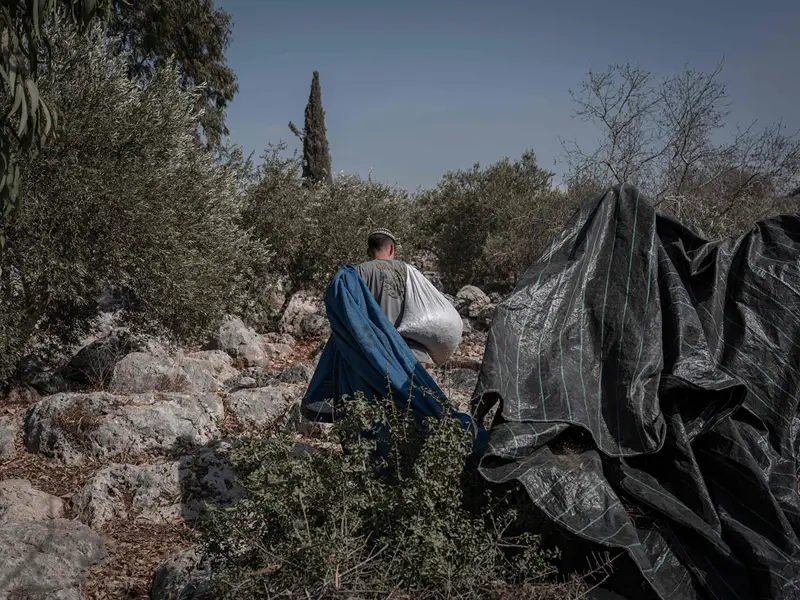 إصابة 6 فلسطينيين في هجمات للمستوطنين على قاطفي الزيتون قرب رام الله