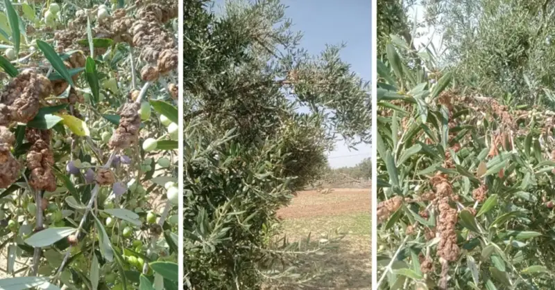 سلّ الزيتون بالمهدية.. مستجدّات جديدة تبعث الأمل في نفوس الفلاحين