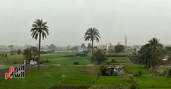 قبل موجات البرد.. خريطة المحاصيل الأكثر تأثرًا بانخفاض الحرارة
