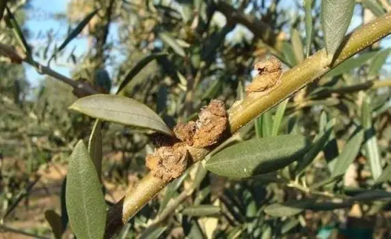 العامرة/ صفاقس.. يوم تحسيسي حول الوقاية من سلّ الزيتون