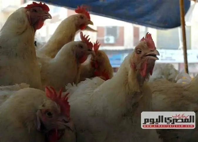 بعد ارتفاع سعر الفراخ البيضاء.. أسعار الدواجن اليوم الجمعة 30-10-2026 للمستهلك في البورصة والأسواق
