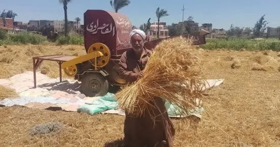 قبل زراعة القمح.. لماذا يمثل توقيت الزراعة عاملًا حاسمًا فى الموسم الجديد؟