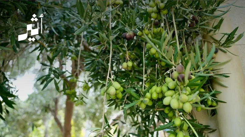 150 ألف ريال لتوسيع زراعة أصناف الزيتون: ما الذي يستهدفه المشروع في سلطنة عُمان؟