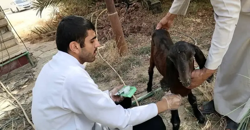 شفق نيوز..النجف تشدد الرقابة على المواشي واللحوم تحسباً لانتقال أمراض وبائية من دول الجوار