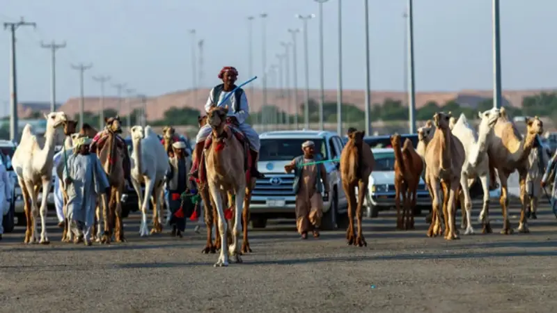 ضاحية عنيزة لمزادات الإبل تستقطب أكثر من 25 ألف زائر