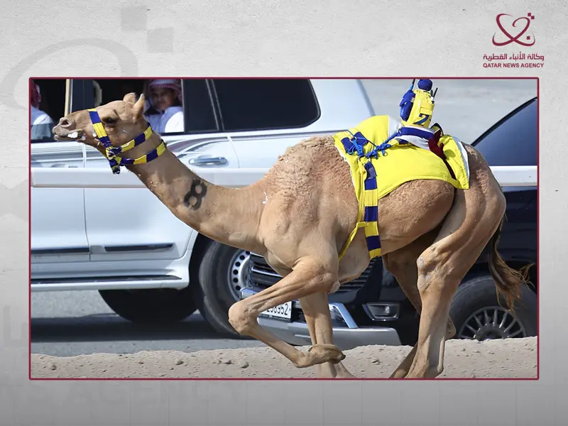 انطلاق السباق المحلي الثالث للهجن العربية الأصيلة غدا