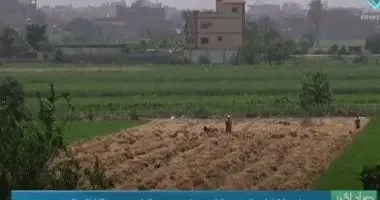 مع تذبذب الحرارة وارتفاع الرطوبة.. أمراض فطرية تهدد المحاصيل الشتوية