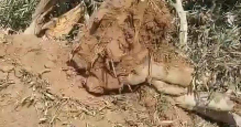 الاحتلال ومستوطنوه يواصلون استهداف موسم الزيتون بالضفة