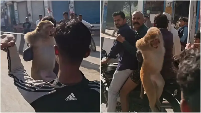مطاردة استمرت 10 أيام.. القبض على قرد هاجم السكان في الهند