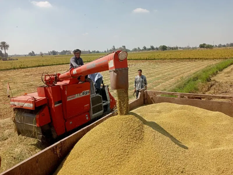بكام الطن النهارده؟.. سعر الأرز الشعير والأبيض في أسواق الشرقية اليوم الثلاثاء 20 أكتوبر 2026