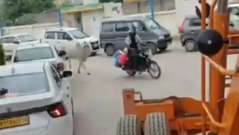 كأنها تطالب بحقها.. بقرة تطارد بائع حليب بأقصى سرعة