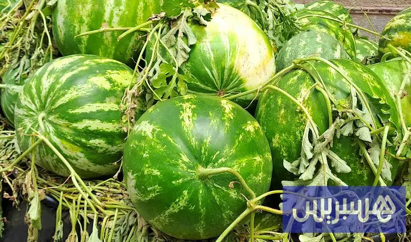 طاطا تمنع زراعة البطيخ خارج الواحات